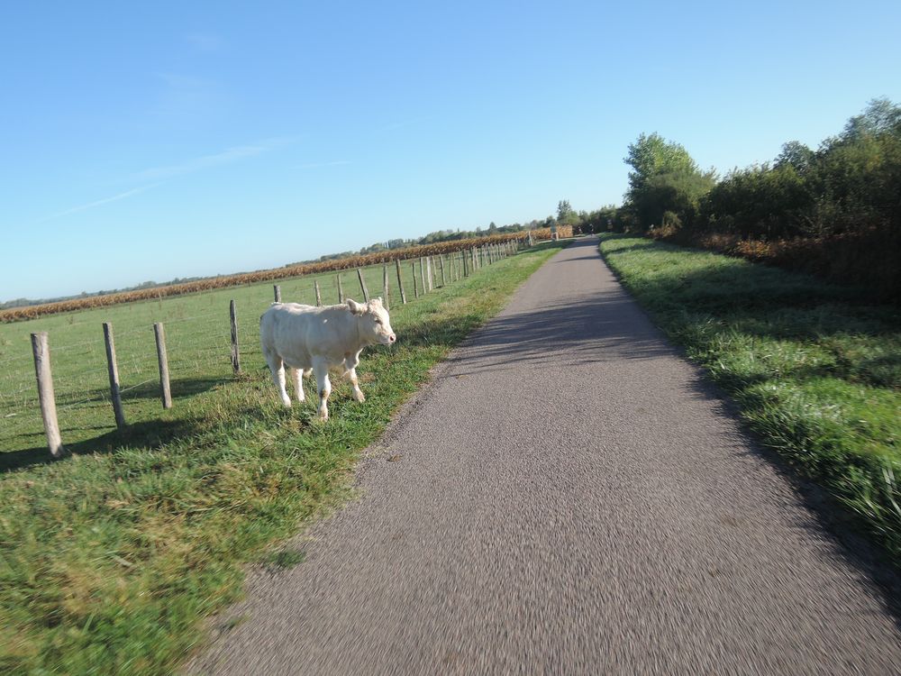 Un veau sur notre route