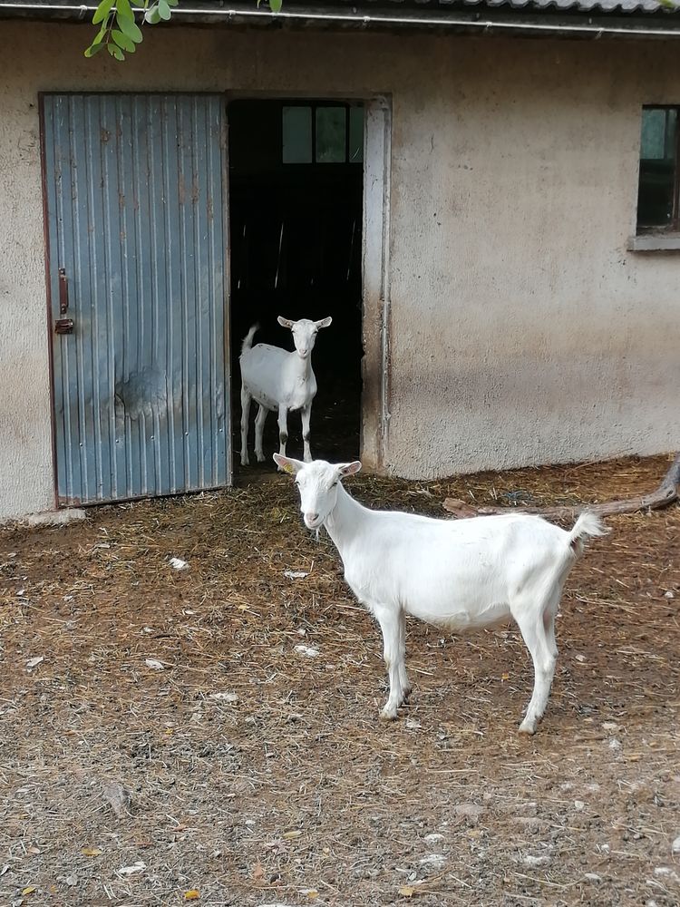 Le camping de la Chèvre Verte