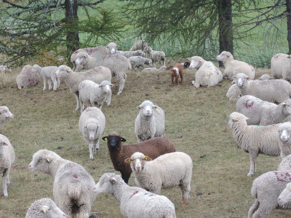 Des moutons sur la route du col du Festre