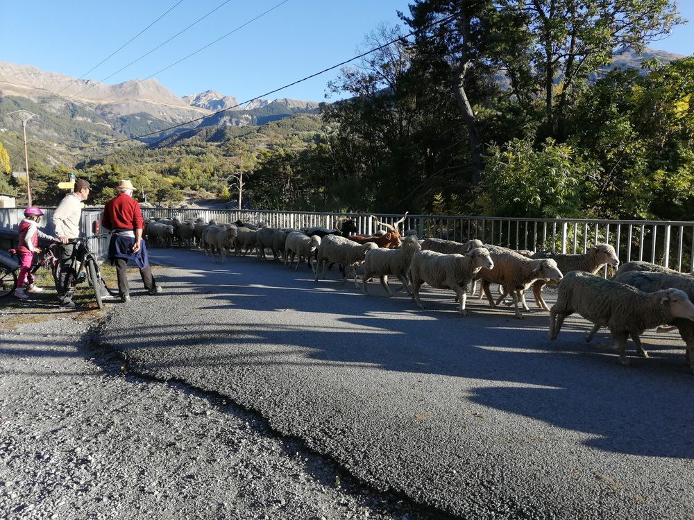 Transhumance des moutons à Jausiers