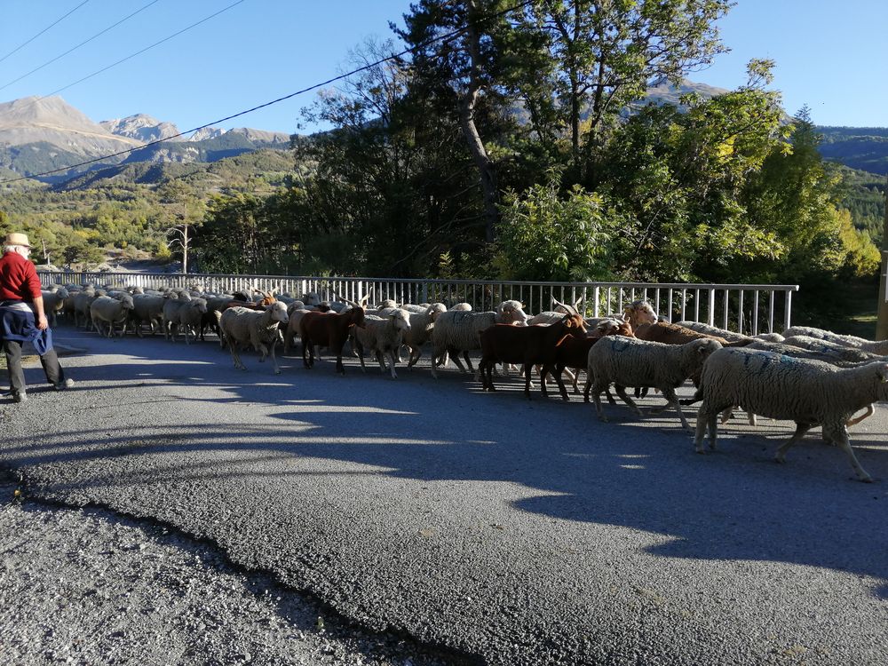 Transhumance des moutons à Jausiers