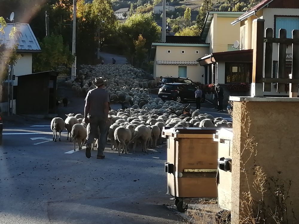 Transhumance des moutons à Jausiers