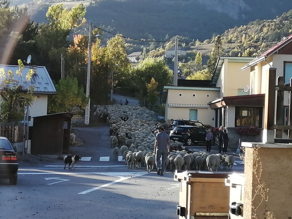 Transhumance des moutons à Jausiers