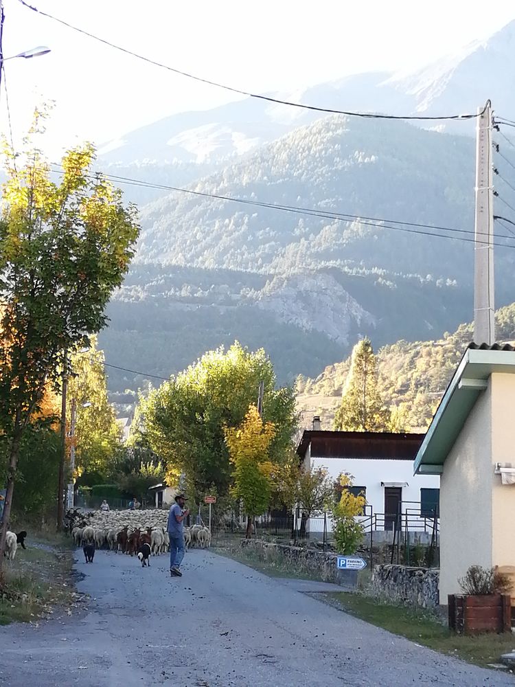 Transhumance des moutons à Jausiers