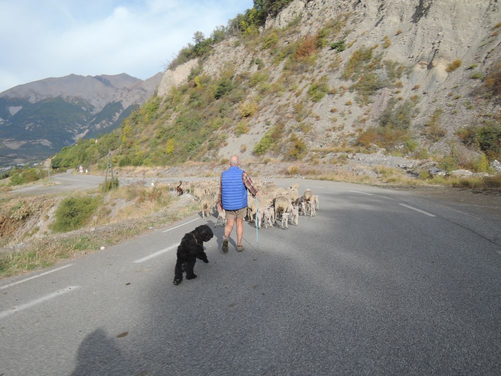 Un berger sur la route