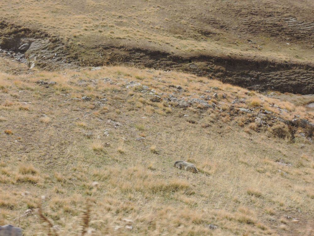 On a vu des marmottes sur la route!