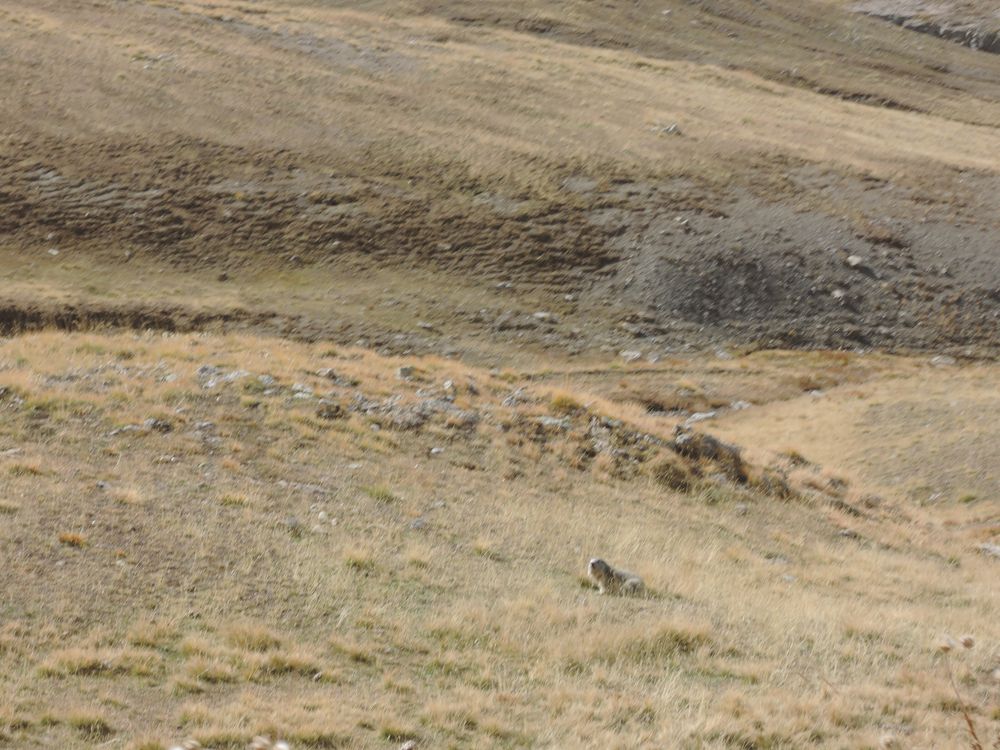 On a vu des marmottes sur la route!