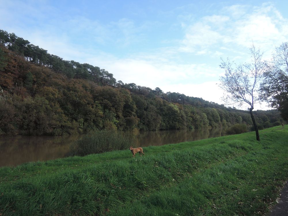 La long de la Vilaine: un chien de chasse nous regarde passer