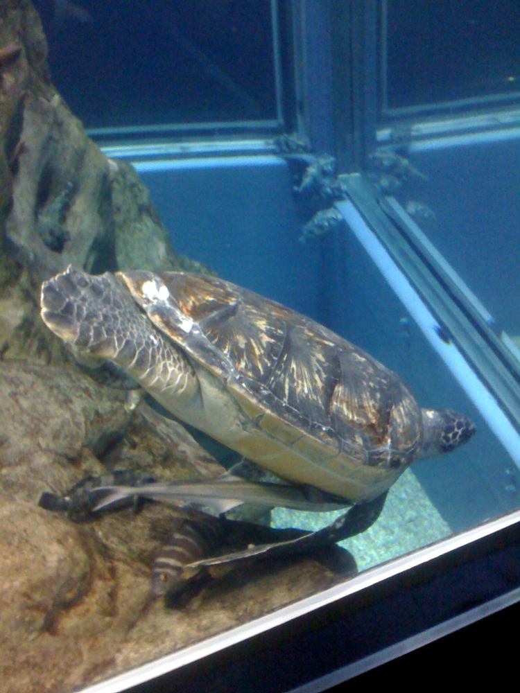 Une belle grosse tortue de mer