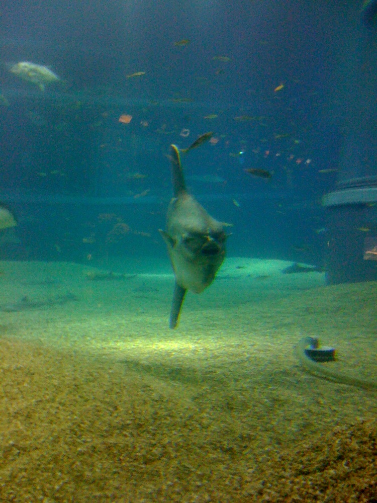 Un poisson au profil étonnant!