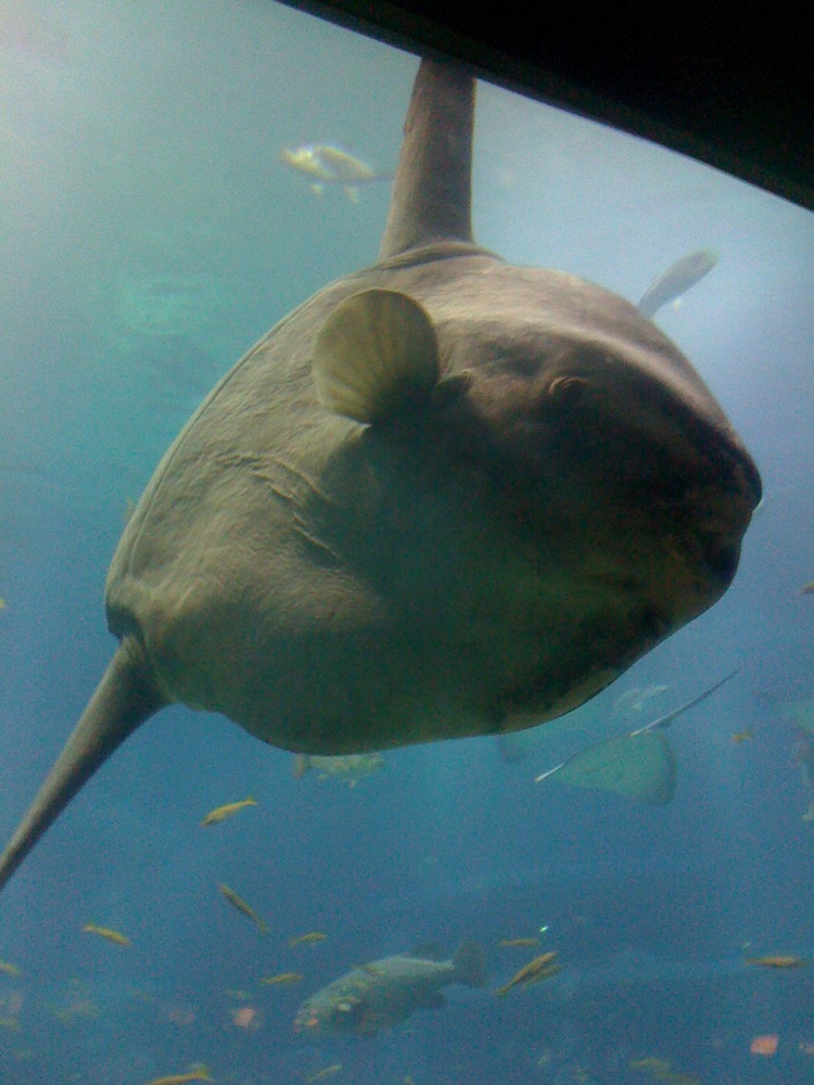 Il est absolument difforme et énorme!