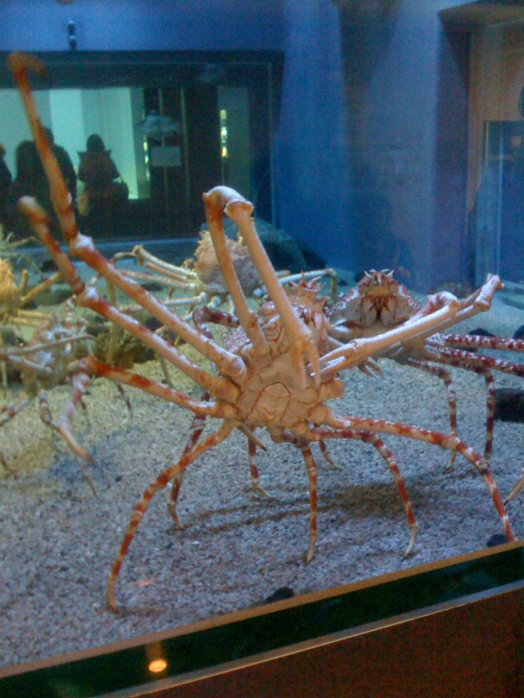 Un crabe géant