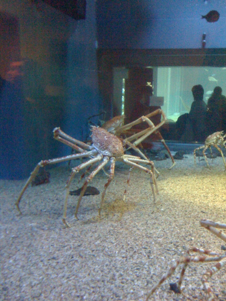 Un autre crabe géant