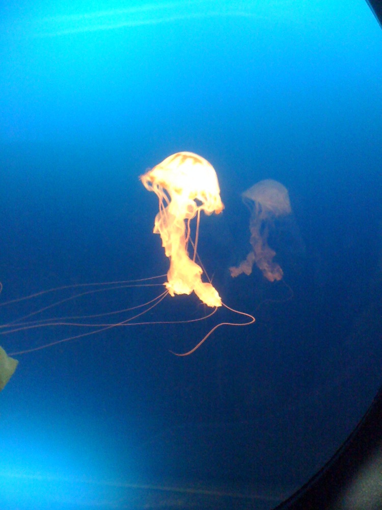 Une méduse