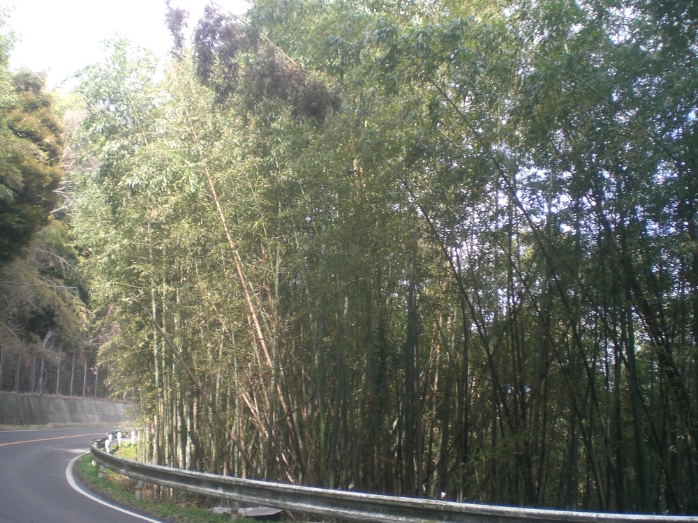 Balade dans Beppu: la route en bord de mer est encadrée par une forêt de bambou
