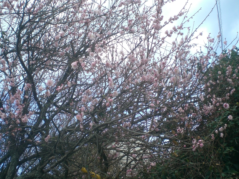 Les premiers pruniers en fleurs (j'avais dit buccolique, non ?!)