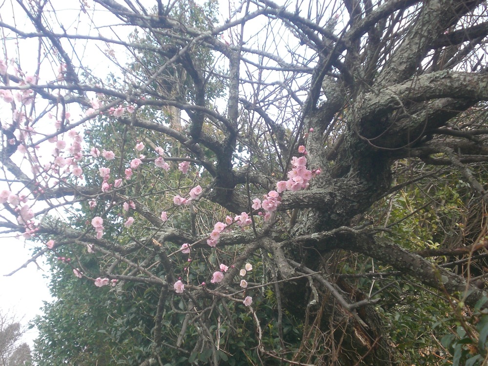 Encore un prunier en fleur, on est le 18 février!