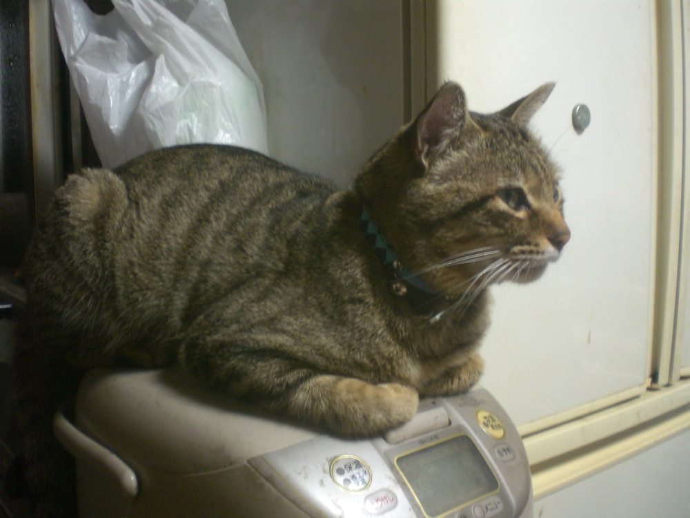 Soirée NABE chez Keiko: la place de prédilection de Lemon, c'est sur le cuiseur de riz