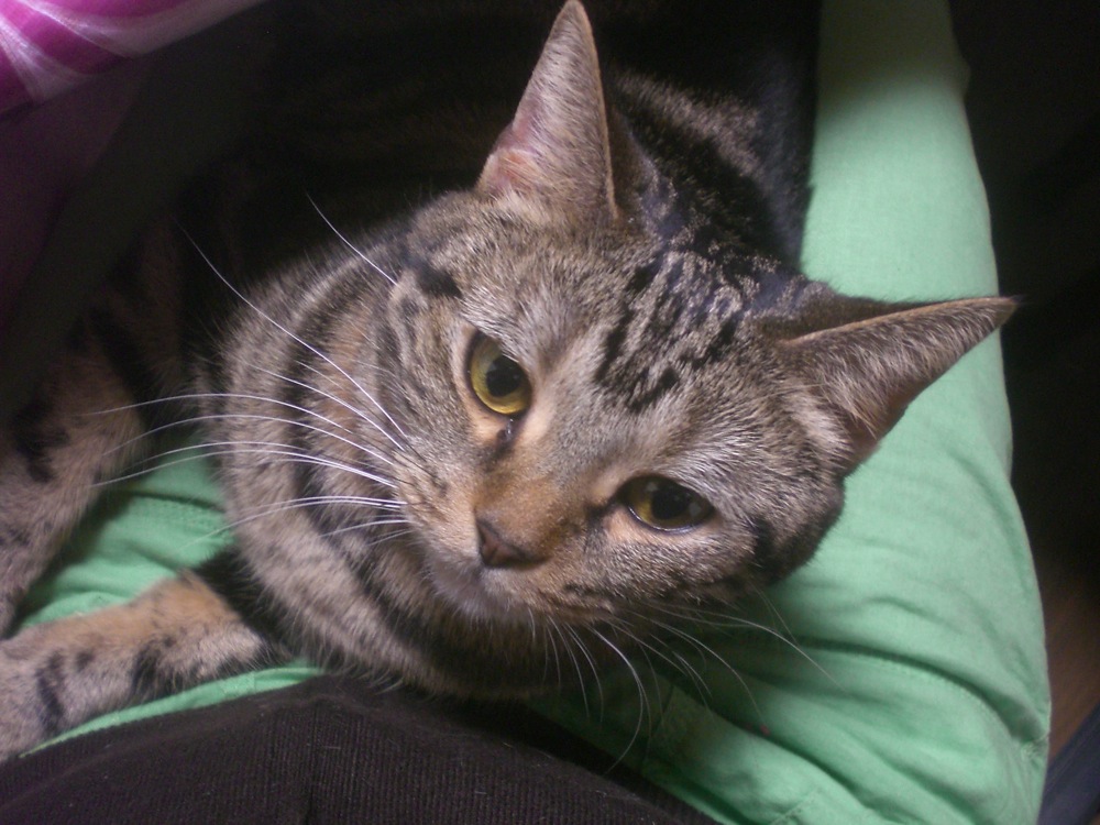 Soirée NABE chez Keiko: Piitchi (peach) m'adore: elle se couche sur moi pendant que je mange