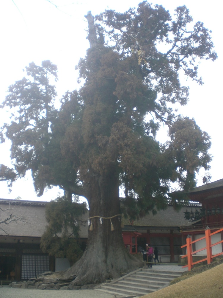 L'arbre situé dans le sanctuaire Kasuga Taisha, dont on dit qu'il a 1000 ans