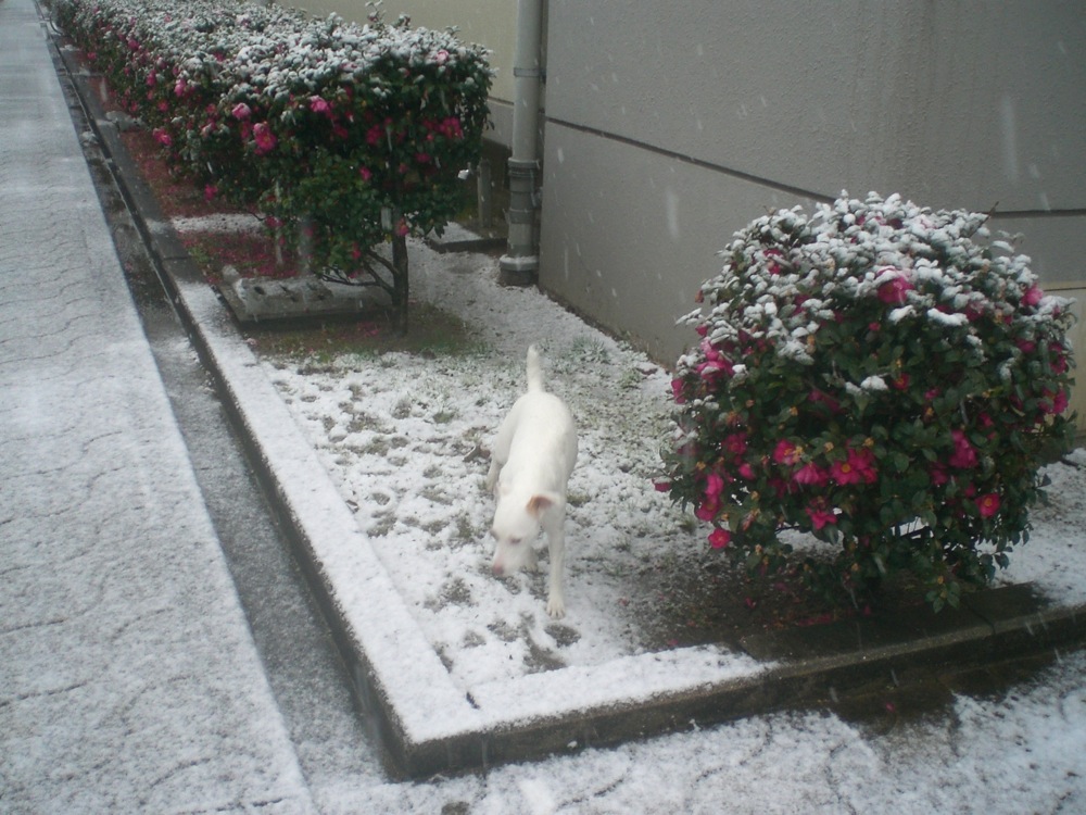 14 février à Osaka: notre premier (vrai) jour de neige au Japon