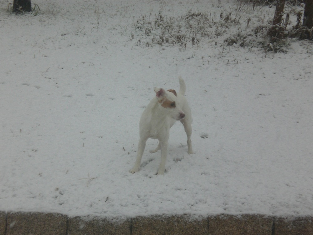 Son sport préféré: attraper avec la gueule les boules de neige qu'on lui lance