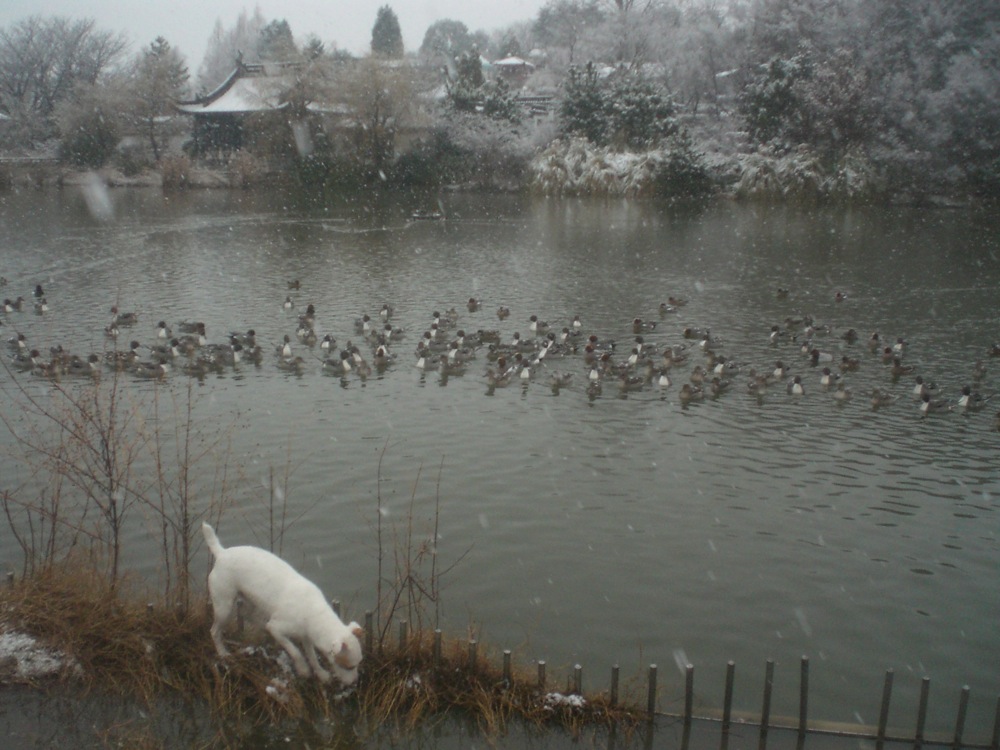 Carlo hésite énormément avant de se lancer à la poursuite des canards... Il neige quand même!