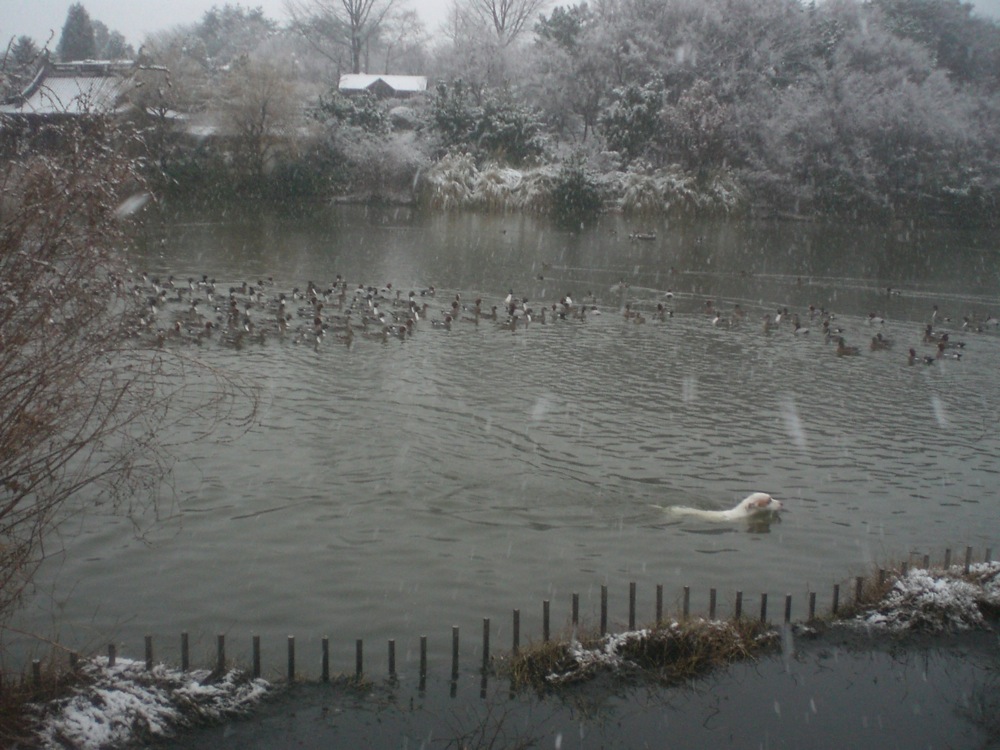 Après quelques encouragements, il se jette à l'eau... littéralement!