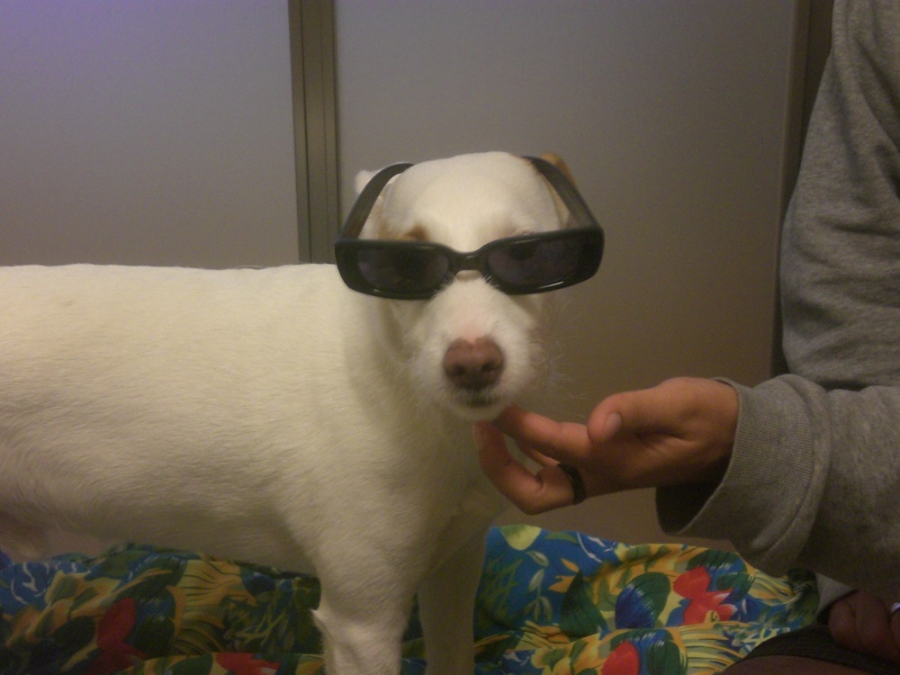 Essayage de lunettes pour passer incognito dans la rue