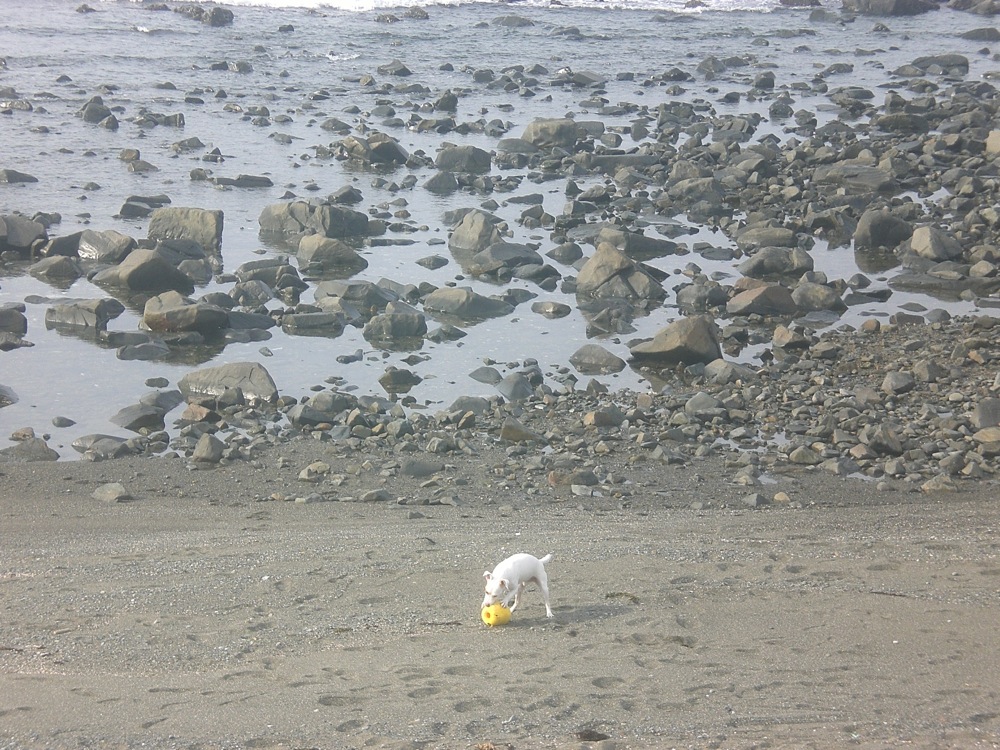 Malgré une plage assez sale, on ne peut pas retenir Carlo qui a trop hâte de courir sur la plage et de sauter dans l'eau