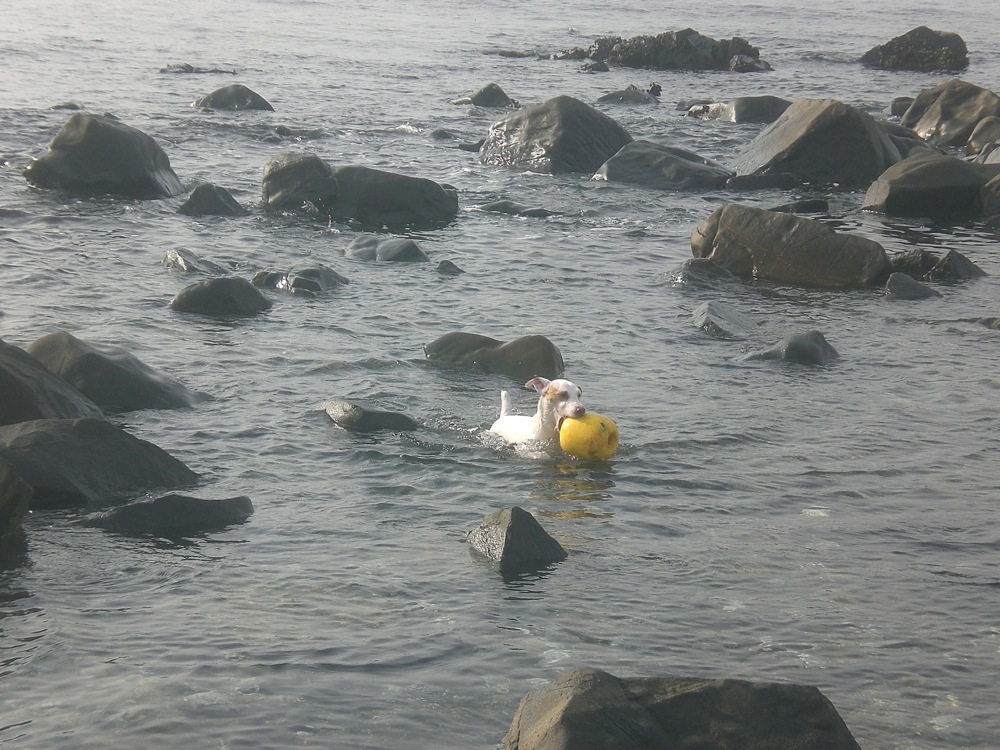 Carlo se lance dans un remake de 'Alerte à Malibu'!
