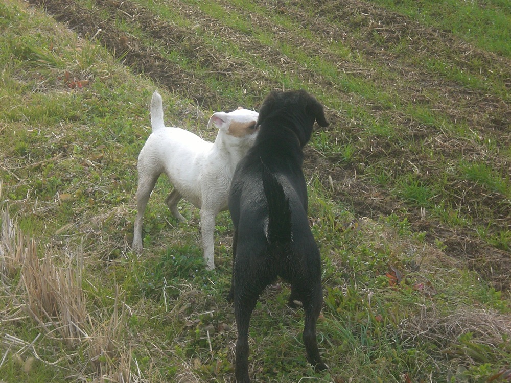 Carlo se fait draguer par une autochtone
