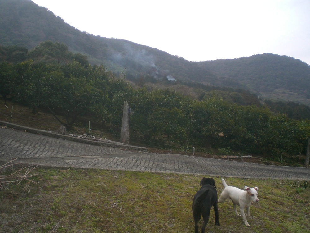 La montagne où nous avons élus domicile est pleine d'orangers, un terrain de jeux privilégié pour les 2 amoureux