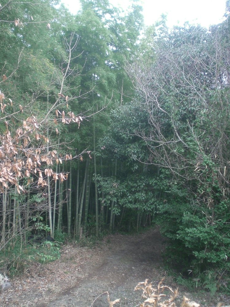 La forêt où nous avons planté la tente