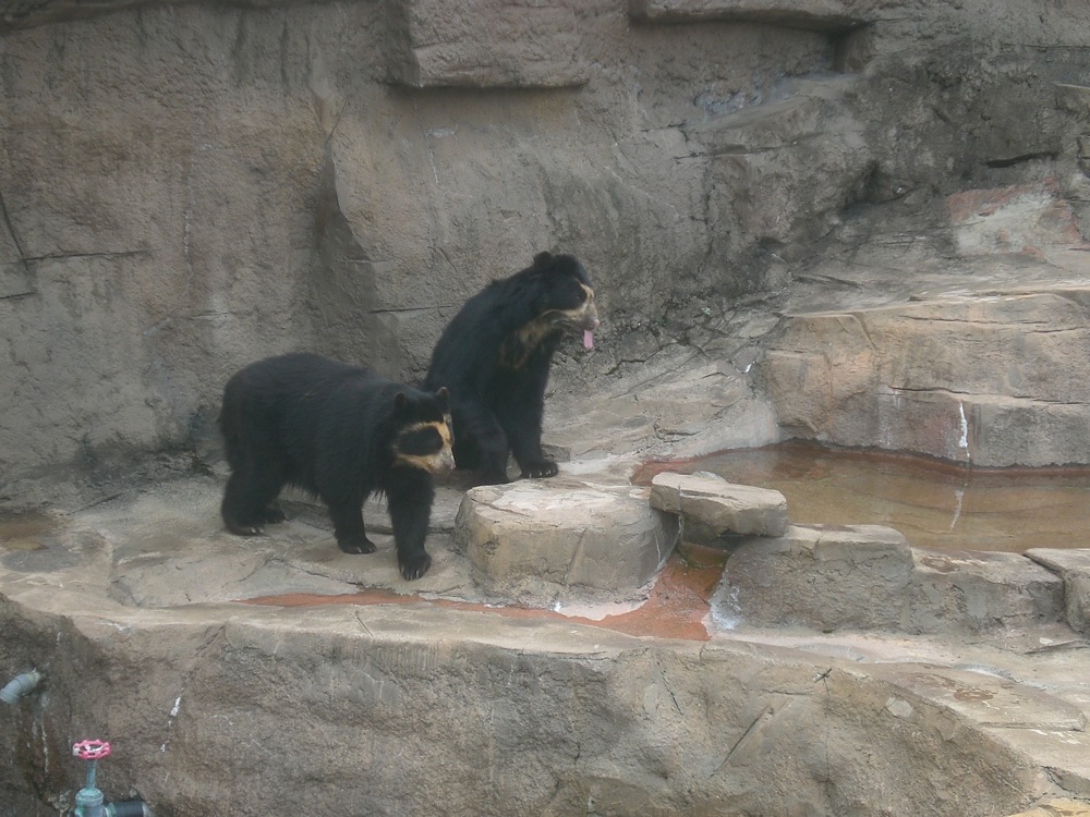 Deux ours bruns aux airs bien sympathiques