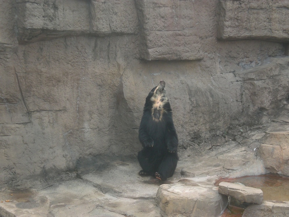 Celui-ci fait des aller-retour et prend cette pose à chaque demi-tour!