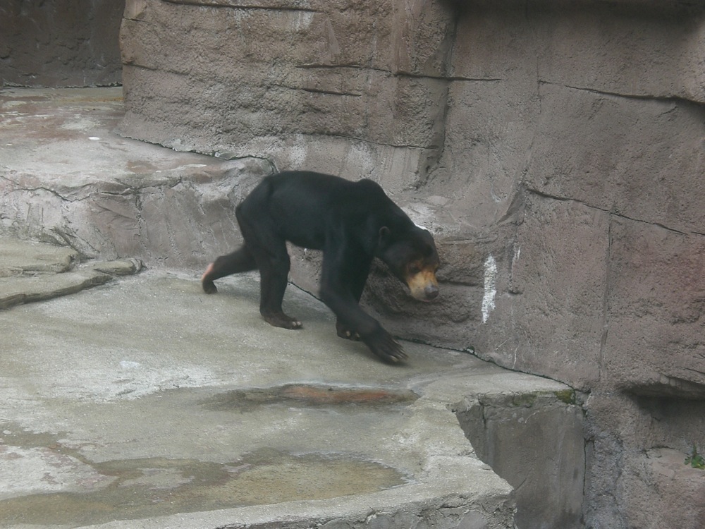 Un ours brun à l'allure bien particulière
