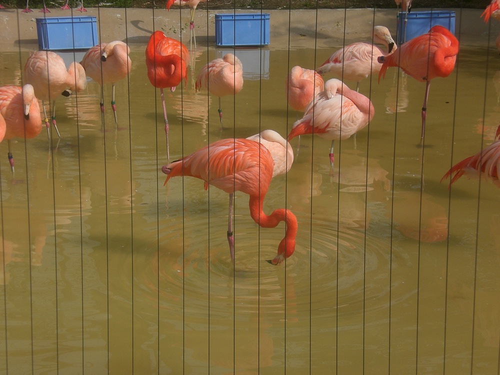 Des flamants plus ou moins roses