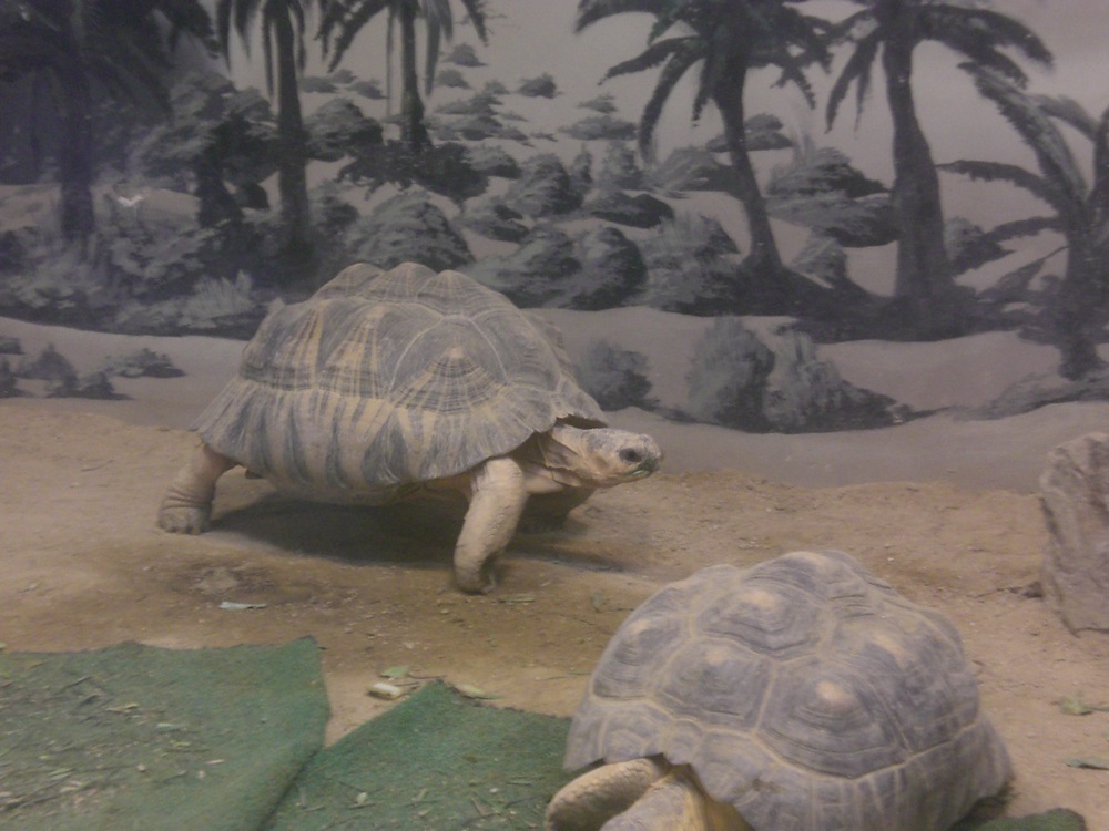 Une tortue qui avait la pêche et qui n'arrêtait pas de se balader et de grimper sur les autres