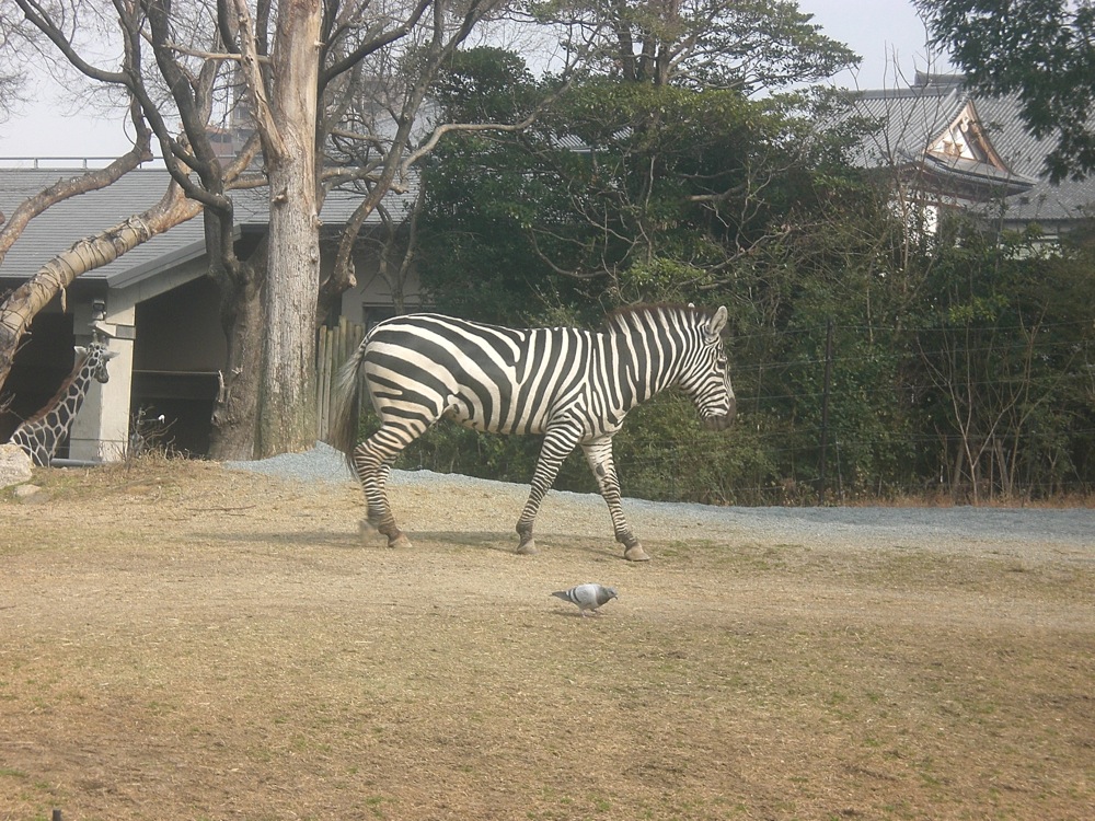 Un magnifique zèbre