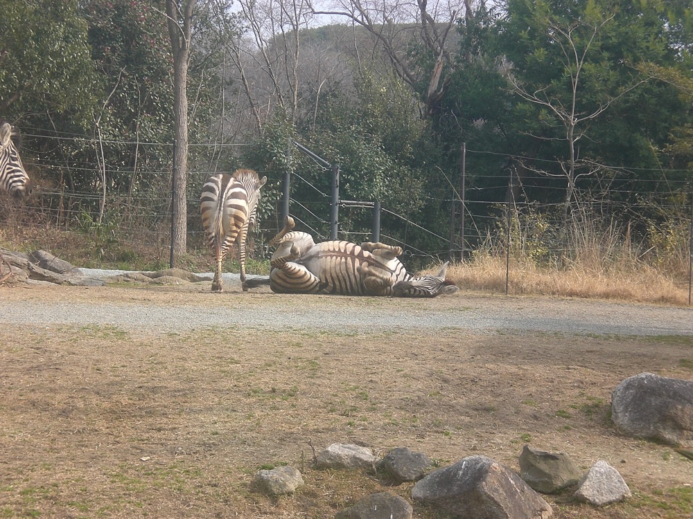 Les zèbres aussi font des galipettes