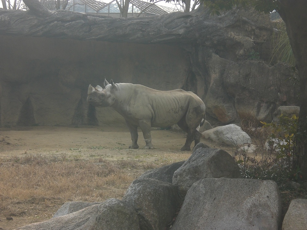 Un rhinocéros très timide qui n'est sorti que pour manger...