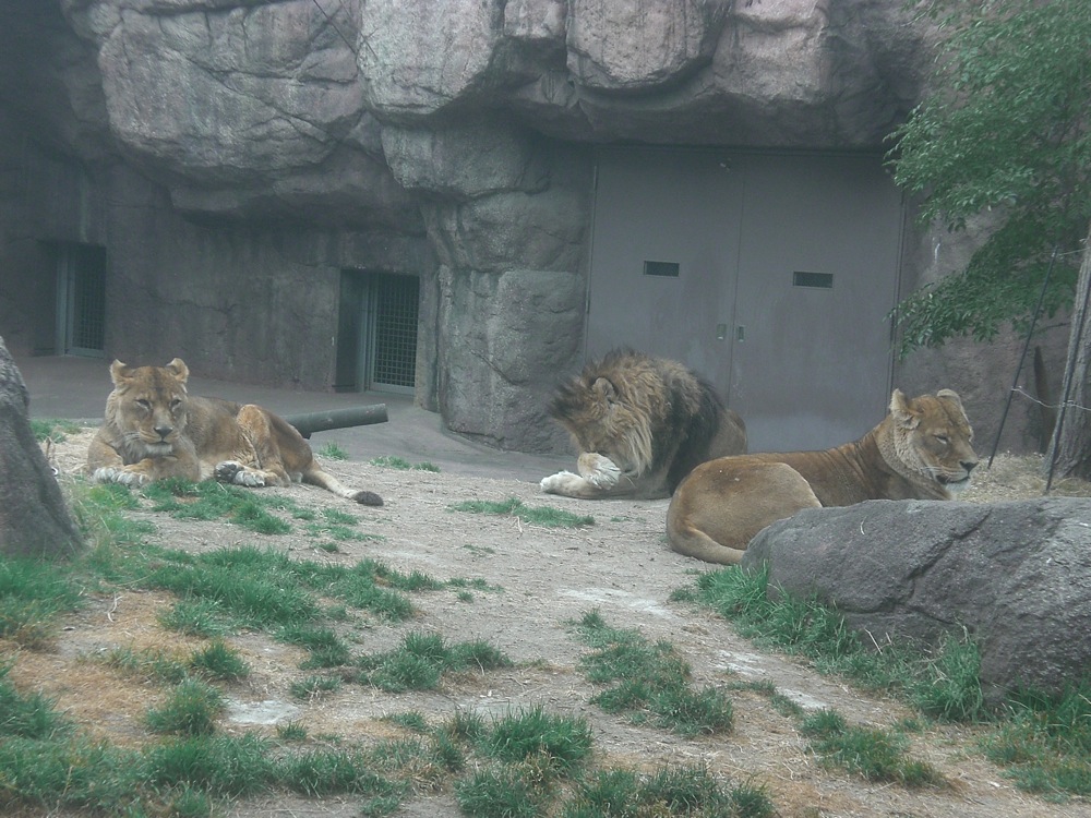 Une famille de lions
