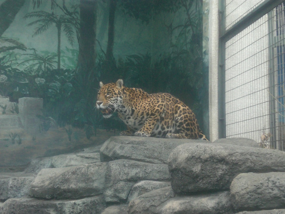 Ce gros chat n'arrêtait pas de miauler...