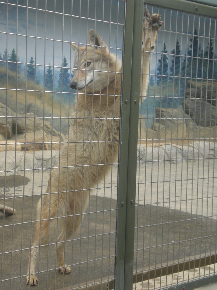 Un loup bien curieux