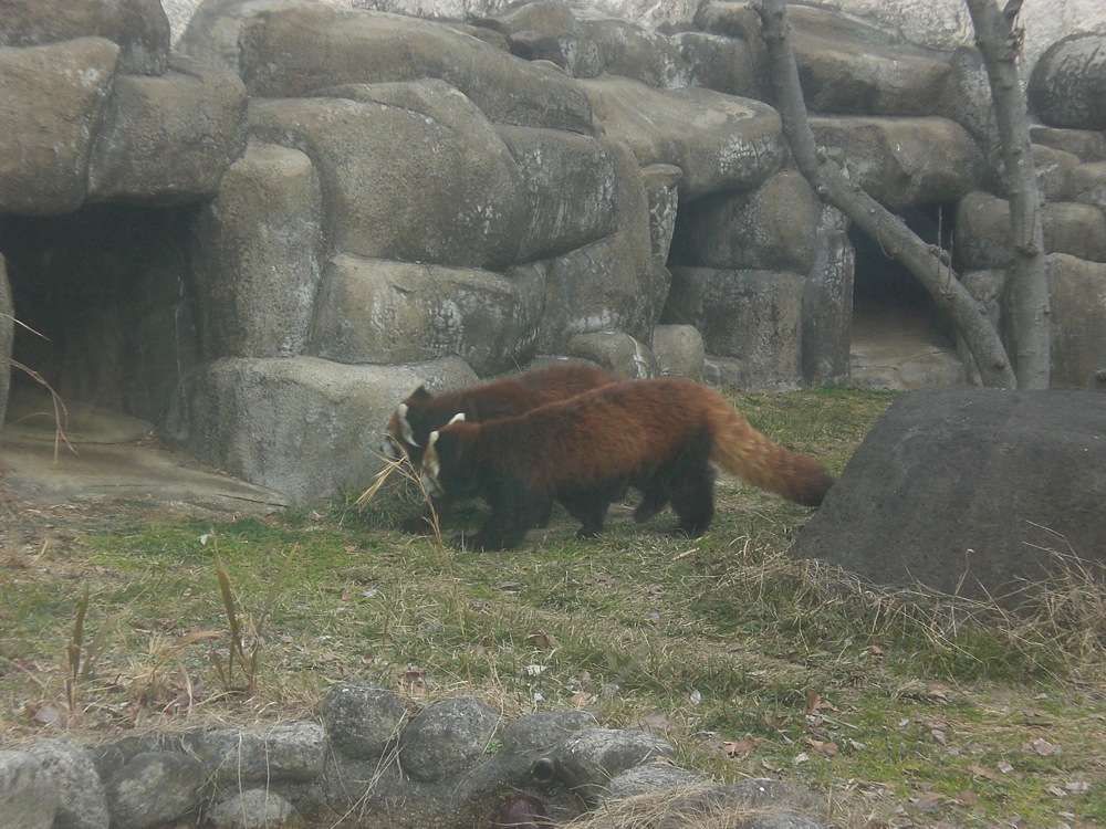 De la famille des pandas, ces pandas rouge ou renards de feu sont trop mignons!