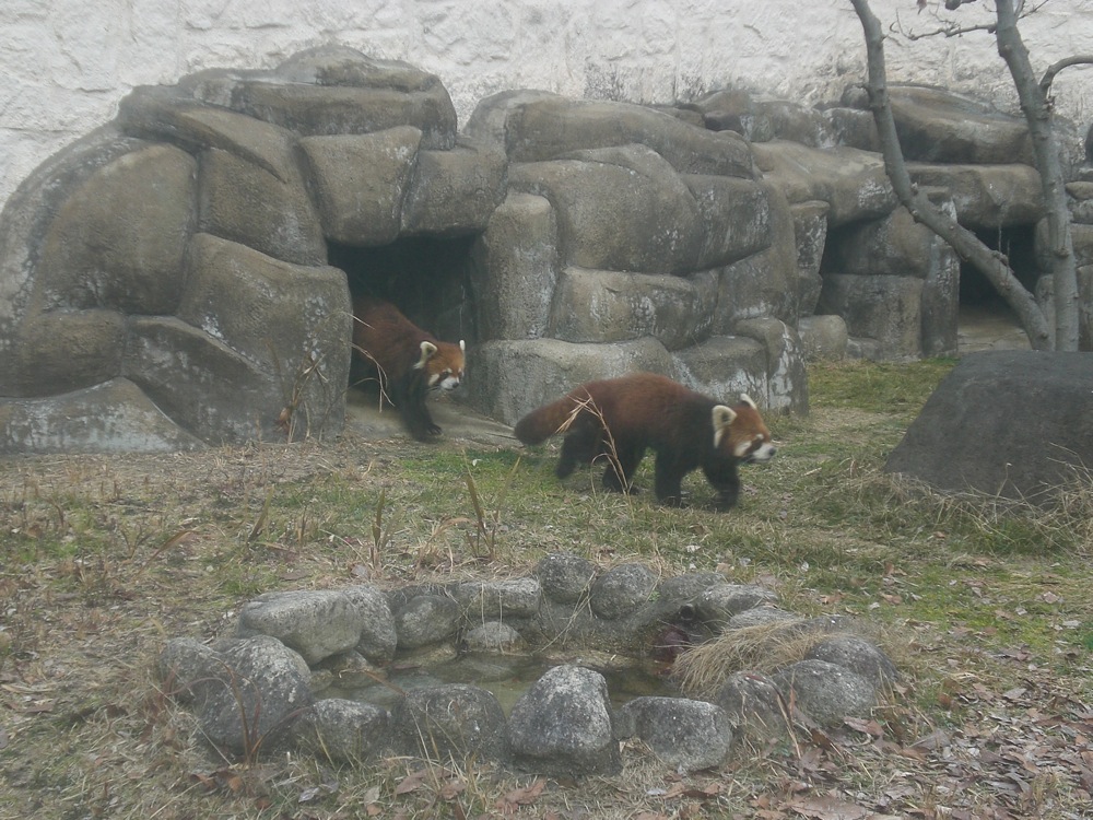 Ces pandas rouges sont assez vifs