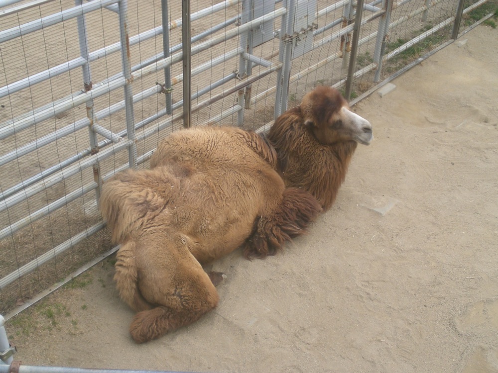 Chameau ou dromadaire ? ... chameau bien sûr!