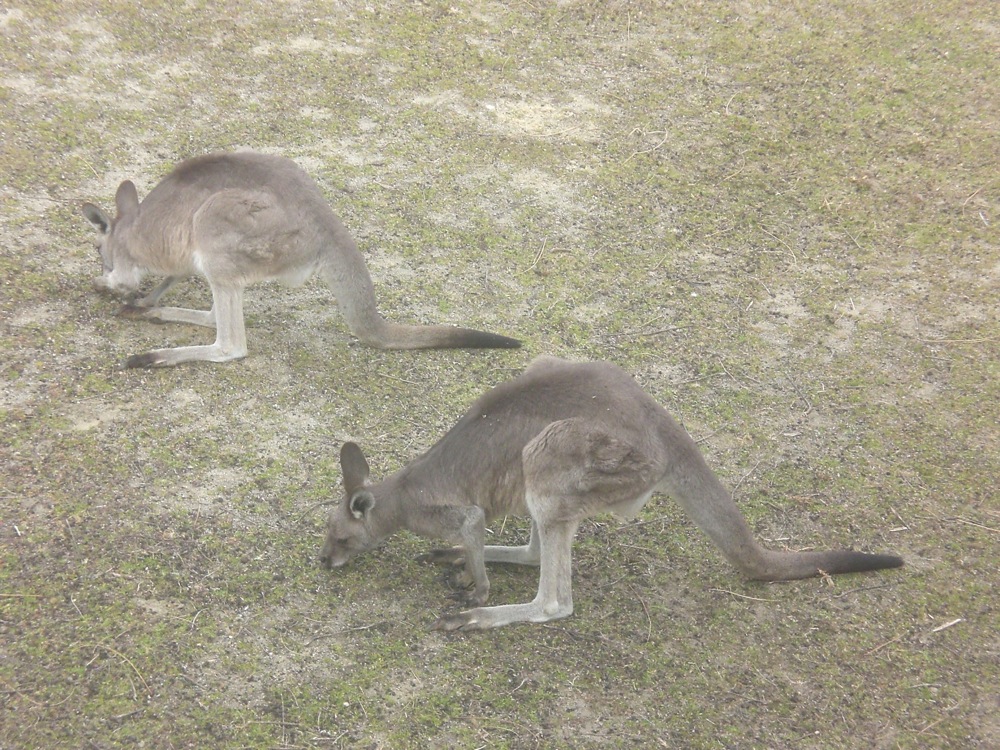 Des petits kangourous