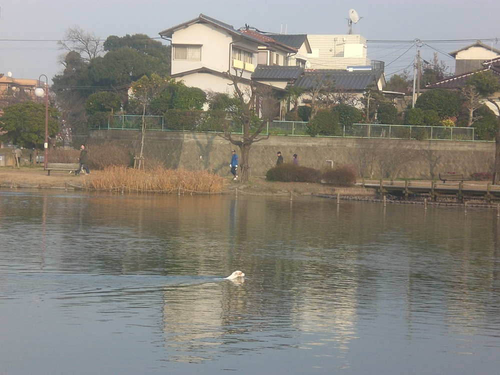 Carlo ne tarde pas à sauter dans le lac au grand étonnement des promeneurs